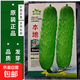 水果黃瓜種子高產(chǎn)壓趴架四季盆栽春秋黃瓜種旱籽大棚陽(yáng)臺蔬菜種子 原裝正品本地王水果黃瓜種約50粒 1包