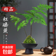 蕨類水培植物盆栽紅磷蕨苔蘚球一葉蕨室內(nèi)耐陰新中式禪意盆景綠植 精品紅磷蕨苔蘚球40-50cm【月牙高腳盤磨黑】 送營(yíng)養(yǎng)液