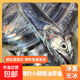 舟山寧波小眼帶魚特大東海整條鮮活冷凍新鮮正宗野生海釣油帶刀魚 海釣帶魚（500-700g/條）2500g無冰