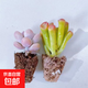 【招財進(jìn)寶多肉】錢(qián)串吸財樹(shù)桃蛋吹雪之松錦精選系列好養基地直發(fā) 桃蛋+吸財樹(shù)