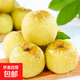 陜西正宗酥梨脆甜多汁當(dāng)季新鮮應(yīng)季水果榮晟新1 帶箱2枚裝150g+
