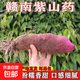 正宗贛南紫人參山藥鐵棍山藥新鮮紫山藥紅薯腳板薯新鮮蔬菜 紫山藥1斤