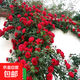 四季開(kāi)花薔薇花苗多花月季花苗特大花大苗濃香型爬藤攀援植物歐月 馬車(chē)1-1.3米左右【精選大苗】