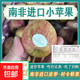 南非進口牛頓小蘋果 單果95g 脆甜多汁富士應(yīng)季蘋果孕婦兒童水果 南非小蘋果-10個裝-單果95-110g