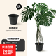 龜背竹客廳大盆栽老樁造型植物室內好養四季花卉落地綠植室內盆栽 造型老樁1.5-1.7米【原盆】 大葉開(kāi)背龜背竹