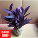 室外室內(nèi)花卉綠植盆栽紫色吊蘭紫竹梅紫羅蘭喜光好養(yǎng)植物鴨芷草 紫竹梅一盆8-10顆原土發(fā)貨送肥料