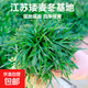 日本矮麥冬草玉龍草庭院草坪綠化地被植物細(xì)葉金邊耐寒麥冬草種子 日本矮麥冬草玉龍草1斤
