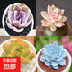 多肉植物精選圖片品種發(fā)貨照圖辦公室室內(nèi)陽臺桌面圖片品種指定品 紫珍珠+淡雪+黃麗+藍鳥+盆土