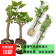 重瓣三角梅苗盆栽地栽花卉老樁室內陽(yáng)臺庭院爬藤植物四季開(kāi)花 三角梅1棵【品種隨機】