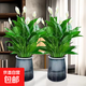 水培白掌一帆風(fēng)順盆栽帶花室內(nèi)客廳植物四季常青好養(yǎng)活新家綠植 A級白掌+繁星吸水盆 2盆裝