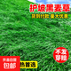 草坪草籽四季常青黑麥草護(hù)坡綠化狗牙根馬尼拉庭院地毯草皮草種子 黑麥草包衣1斤 綠化耐寒