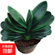 君子蘭盆栽室內花卉開(kāi)花盆栽帶土綠植花卉盆栽 圓頭寬葉10-13片葉1盆【原盆土】+肥