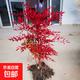 南天竹盆栽火焰南天竹紅天竹竺老樁盆景樹苗庭院耐寒綠植物化苗木 老樁60-80cm高2分支