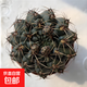 緋花玉開花仙人球小盆栽帶花苞多肉植物仙人掌陽臺(tái)室內(nèi)好養(yǎng)綠植 緋花玉8cm左右 帶花苞發(fā)貨 帶盆栽好