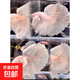 【泰國進口精品斗魚】觀賞魚苗金魚熱帶好養(yǎng)耐活體淡水半月婚紗魚 SS級*粉白象耳下單送魚食