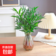 驅(qū)蚊竹柏水培植物大棵室內(nèi)水養(yǎng)綠植花卉盆栽辦公室桌面驅(qū)蚊草好養(yǎng) 精選竹柏10棵+透明鉆石瓶+肥+石