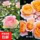 瑞典女王月季夏季耐曬灌木月季帶花苞四季開花玫瑰大苗陽(yáng)臺(tái)庭院 艾莎+果汁陽(yáng)臺(tái)兩顆原盆原土發(fā)貨小苗