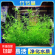 水草印度小竹節(jié)草新手好養(yǎng)耐活懶人陰性水草魚缸裝飾造景凈化水質(zhì) 人工挑選竹節(jié)草10顆