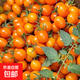 柿季輝煌圣女果櫻桃小柿子黃色玲瓏小番茄壽光現摘現發(fā) 5斤（帶箱）