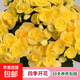麗格海棠重瓣大花盆栽紅玫瑰室內客廳陽(yáng)臺四季開(kāi)凈化空氣好養花卉 【主圖同款】黃色 麗格海棠帶花苞 不含盆