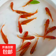 觀賞魚(yú)紅草金魚(yú)冷水魚(yú)金魚(yú)小魚(yú)活魚(yú)小寵物好養(yǎng)耐活闖缸練手飼料魚(yú) 草金魚(yú)二十條+2條備損 3-5cm
