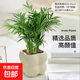 【網(wǎng)紅桌面綠植】年宵花?北歐ins云朵盆辦公客廳盆栽簡(jiǎn)約創(chuàng)意 袖珍椰子+泡泡樹(shù)脂盆1盆裝送托盤(pán)