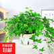 常春藤盆栽室內客廳陽(yáng)臺易養垂吊綠植物花卉爬藤綠植吊蘭四季常青 常青藤【陶瓷盆】