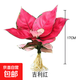 水培綠植物花卉室內綠植辦公室盆栽 吉利紅大苗1株（不含盆）