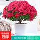 杜鵑花苗盆栽帶花苞發(fā)貨四季開(kāi)花植物大棵好養活陽(yáng)臺室內綠植花卉 特大盆紅色杜鵑花+仿木桶盆