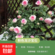 一米五特大苗藤本月季耐寒耐熱四季開(kāi)花大花濃香薔薇花玫瑰月季花 粉色龍沙寶石【開(kāi)花爆滿(mǎn)】 1.5米特大苗