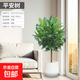 平安樹(shù)客廳盆栽大幸福樹(shù)旺宅綠植幸福樹(shù)辦公室內四季常青盆景植物 平安樹(shù)【80-100厘米】+豎條紋樹(shù)脂盆