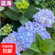 繡球花苗盆栽老樁無(wú)盡夏帶花大苗室內外陽(yáng)臺庭院耐寒綠植四季開(kāi)花 2.藍?！驹涟l(fā)貨當年開(kāi)花】