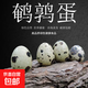 【鵪鶉之鄉】新鮮現撿農家雜糧鵪鶉蛋寶寶孕婦輔食營(yíng)養健康速發(fā)8g 鮮鵪鶉蛋20枚