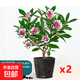 金邊瑞香盆栽春節帶花苞老樁茶花大苗四季濃香春冬季開(kāi)花植物鮮花 5年苗-金邊瑞香（原盆）2盆