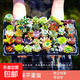 多肉植物組合3-5厘米卷好盆栽耐干旱好養(yǎng)新手基地玉露綠植盆栽 【量大優(yōu)惠】48棵不重復有玉露