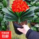 四季君子蘭盆栽帶花苞老苗大小苗花卉植物室內花綠好植養圓頭和尚 中國紅9-11片葉【當年開(kāi)花】5年 苗