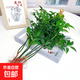水培竹柏驅蚊植物盆栽客廳臥室陽(yáng)臺綠植辦公室桌面花卉四季常青 竹柏10株（不含盆）