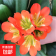 四季君子蘭盆栽帶花苞老苗大小苗花卉植物室內花綠好植養圓頭和尚 火花10-13片葉【開(kāi)花時(shí)爆滿(mǎn)】掌 柜推薦