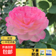 瑞典女王月季夏季耐曬灌木月季帶花苞四季開花玫瑰大苗陽臺庭院 和室原盆原土發(fā)貨中苗25cm左右