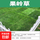 草坪真草帶土矮生馬尼拉草皮百慕大果嶺草耐寒四季常青庭院綠化苗 高檔果嶺草成品草坪0.5平方帶土 10cm以下