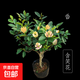 含笑樹(shù)苗盆栽庭院陽(yáng)臺四季濃香型帶花苞室內花卉觀(guān)花植物室內花苗 五年苗花多叉多 不含盆