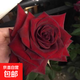 月季特大花濃香花苗老樁大苗大花特大月季花盆栽四季玫瑰花樹(shù)苗 黑魔術(shù)【特大花濃香】
