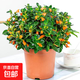 金魚吊蘭盆栽帶花苞大盆金魚花四季室內(nèi)客廳常青綠植物好養(yǎng)活花卉 精品金魚吊蘭大苗原盆