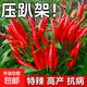 【壽禾高產(chǎn)】朝天椒辣椒種子特辣蔬菜苗春季小米辣種籽盆栽四季 銀輝簇生朝天椒種子20粒