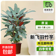 新飛羽竹芋紫背飛羽孔雀竹芋植物室內青蘋(píng)果波浪觀(guān)葉綠植盆栽甲醛 A+級新飛羽竹芋80cm-1米【原盆】