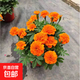 萬壽菊盆栽孔雀草花苗四季開花耐熱花卉庭院陽臺(tái)孔雀菊綠化工程苗 孔雀草花苗橘色3盆約12-20cm