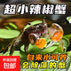 迷你辣椒蟹活體爬寵微景觀(guān)淡水禮物觀(guān)賞蟹可深水除藻清潔工易活 辣椒蟹1只+1只備損