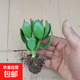 室內防輻射凈化空氣綠植花卉四季玉樹(shù)盆栽玻璃翠燕子掌大多肉植物 玉樹(shù)苗試種1棵包郵 不含盆
