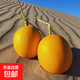 【沙漠中金蛋蛋】甘肅民勤沙漠蜜瓜 凈重4-5斤