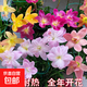 四季風(fēng)雨蘭重瓣種球陽(yáng)臺種植盆栽開(kāi)花植物好養易活韭蘭清香型花卉 混裝組合20棵球劃算裝+2包肥料